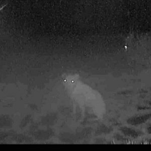 adjusted nathan front door