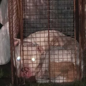 ae1f1a5a-3668-4809-9422-840f5086502b